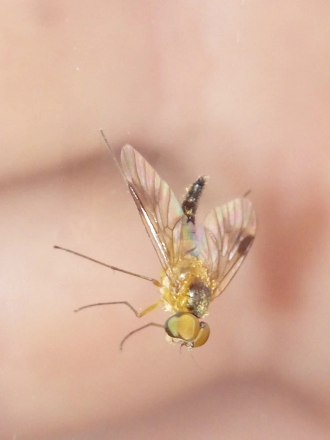 Rhagionidae - kószalégyfélék