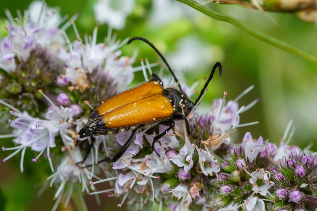 Stictoleptura fulva - vörhenyes virágcincér