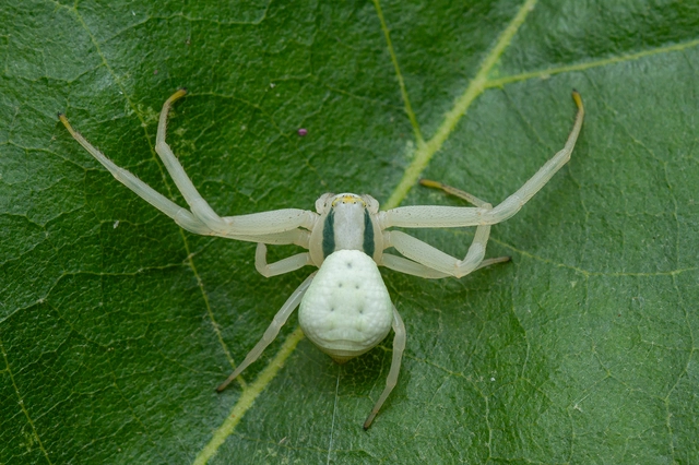 Misumena vatia - viráglakó karolópók