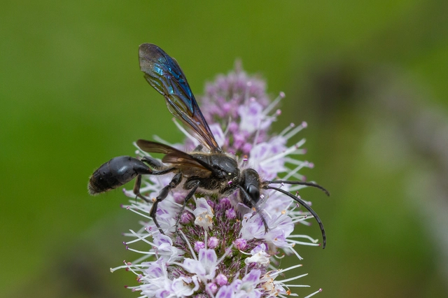 Isodontia mexicana - mexikói fűdarázs