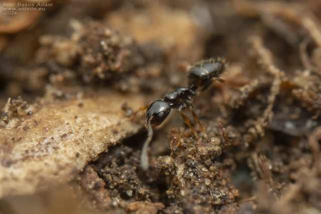 Plagiolepis pygmaea - lapos törpehangya