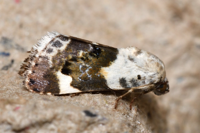 Acontia lucida - fehér nappalibagoly