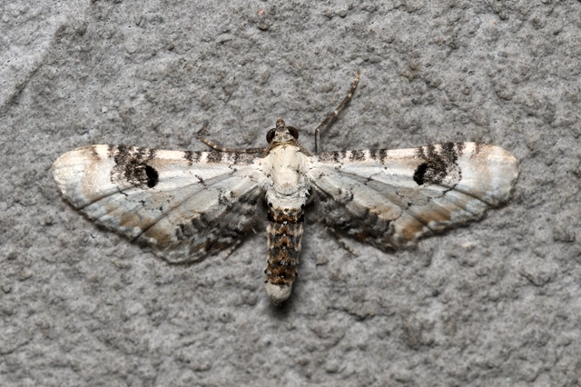 Eupithecia centaureata - búzavirág-törpearaszoló