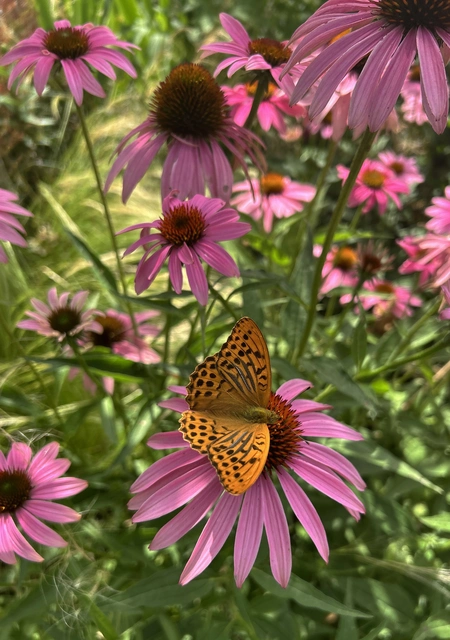 Argynnis paphia - nagy gyöngyházlepke