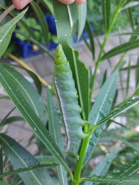 Daphnis nerii - oleanderszender