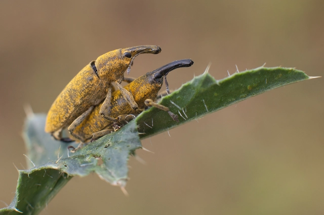 Lixus pulverulentus - mályvafúró dudvabarkó