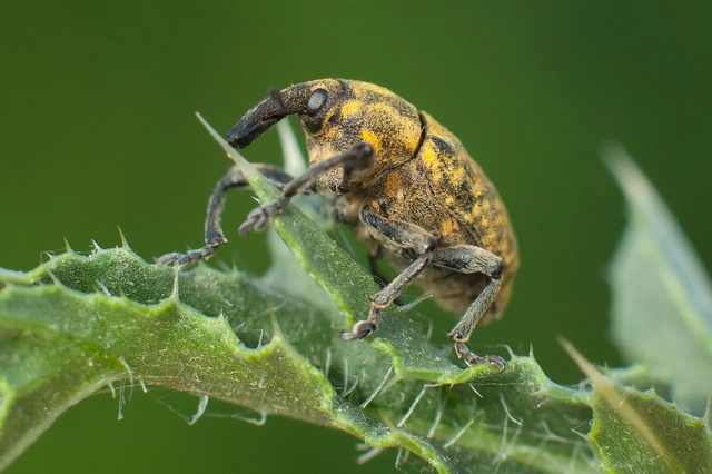 Larinus sturnus - aszat-púderbarkó