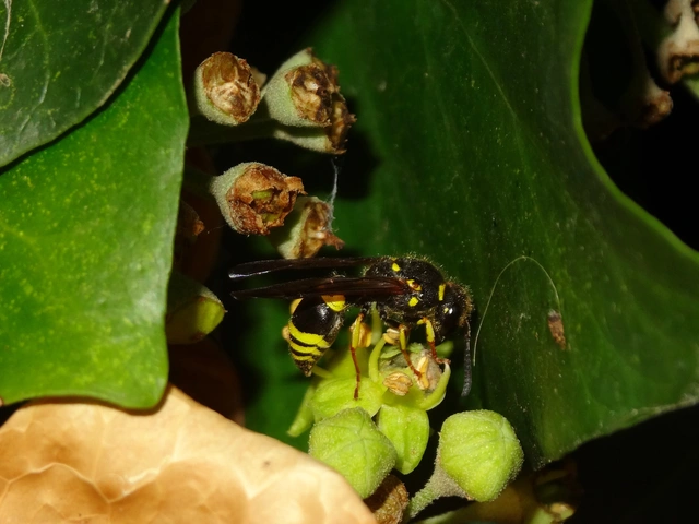 Eumenes