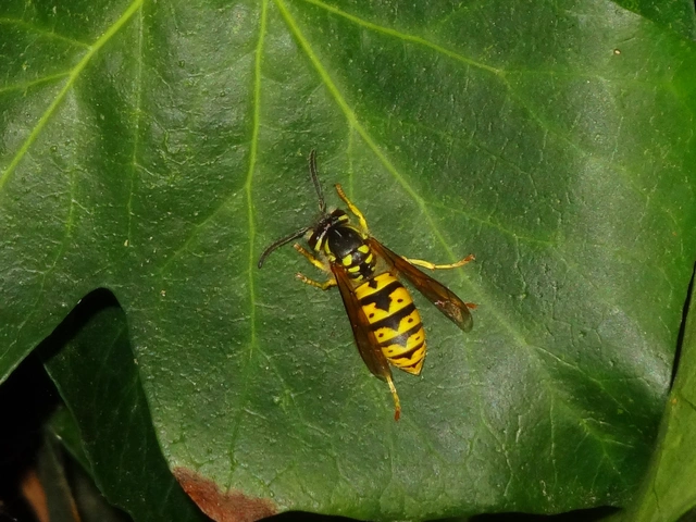 Vespula
