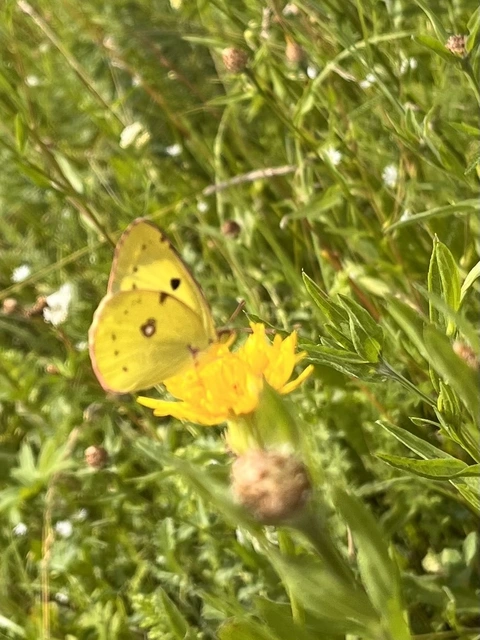 Colias hyale - kéneslepke