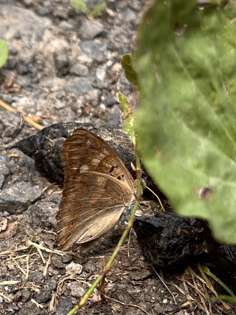 Apatura ilia - kis színjátszólepke