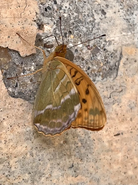 Argynnis paphia - nagy gyöngyházlepke