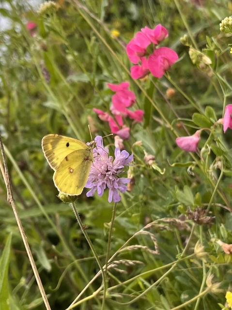 Colias erate - csángó-kéneslepke