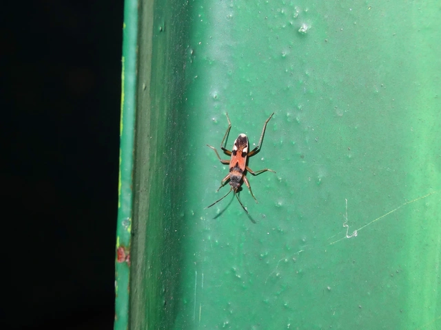 Beosus quadripunctatus - pettyes homokibodobács