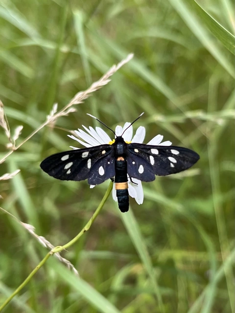 Amata phegea - fehérpettyes álcsüngőlepke