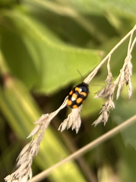 Cryptocephalus anticus - réti zömökbogár