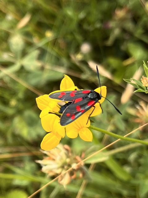 Zygaena filipendulae - acélszínű csüngőlepke