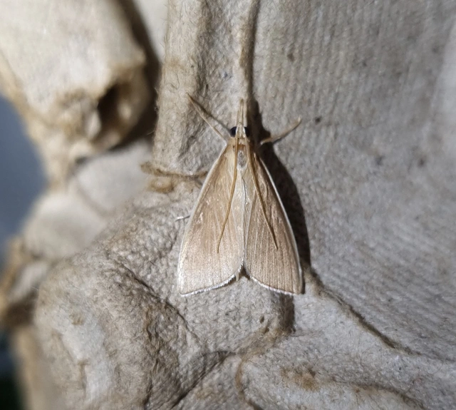 Sclerocona acutellus - hegyesszárnyú tűzmoly