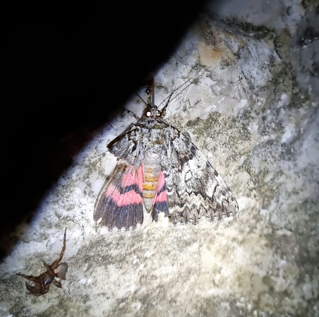 Catocala promissa - kis tölgyfa-övesbagoly
