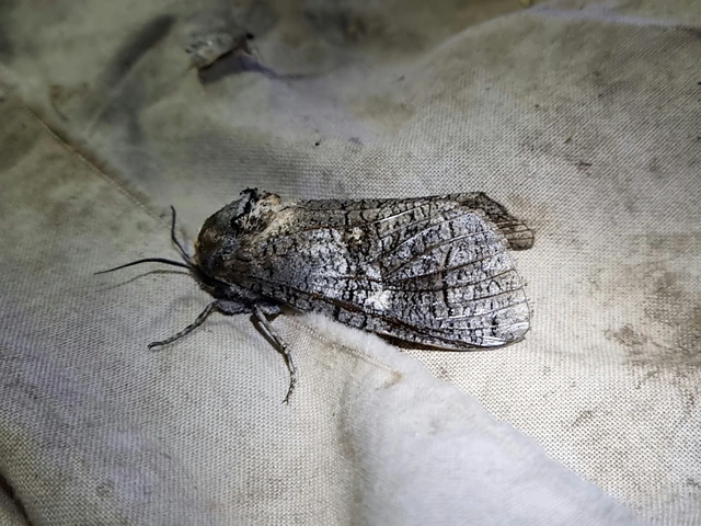 Cossus cossus - fűzfarontólepke