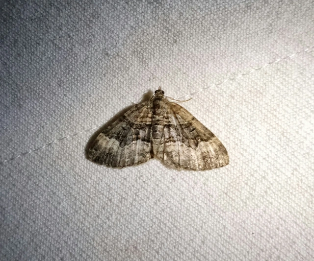 Xanthorhoe biriviata - kétsávos tarkaaraszoló