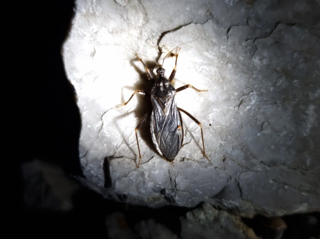 Reduvius personatus - szemetes zugpoloska