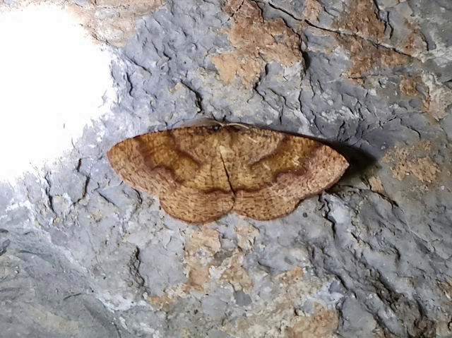 Plagodis pulveraria - szemcsés araszoló