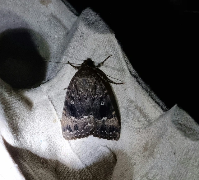 Amphipyra pyramidea - fahéjszínű bagoly