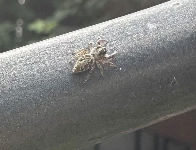 Macaroeris nidicolens - fészkes ugrópók