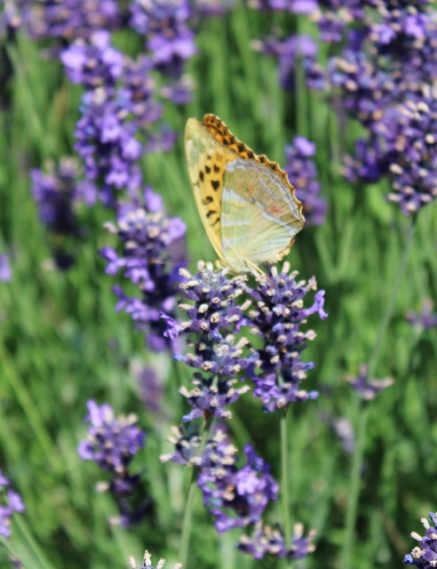 Argynnis paphia - nagy gyöngyházlepke