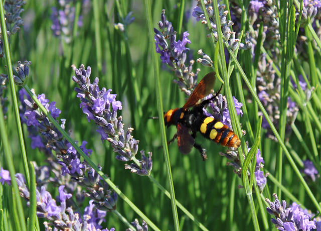 Megascolia maculata - óriás-tőrösdarázs