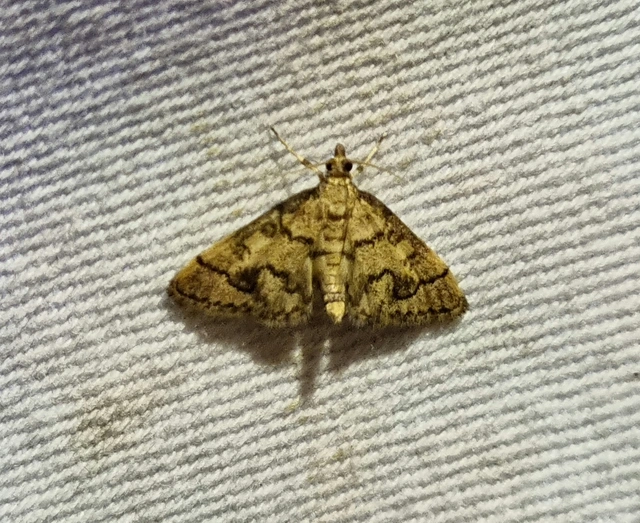 Metasia ophialis - kígyósávos tűzmoly