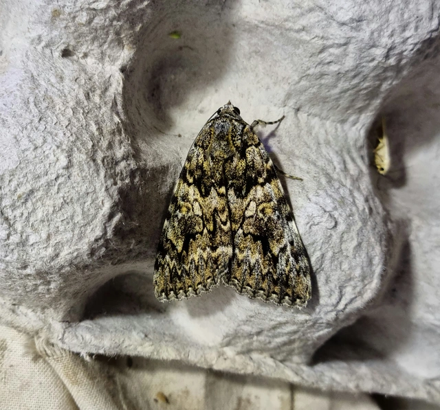 Catocala promissa - kis tölgyfa-övesbagoly