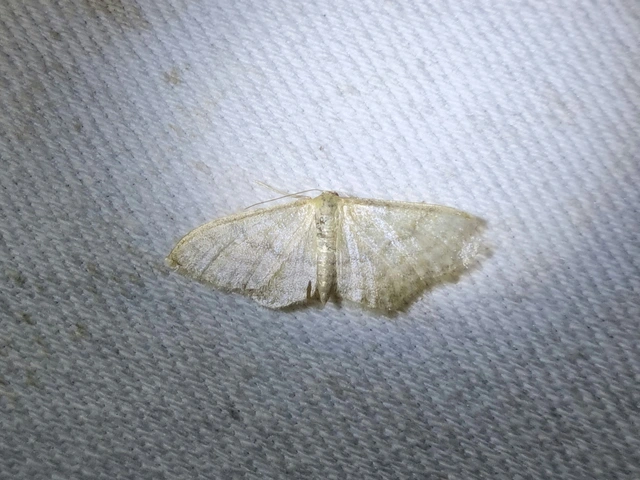 Idaea dilutaria - napvirág-apróaraszoló
