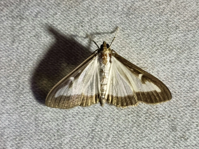 Cydalima perspectalis - puszpáng-tűzmoly