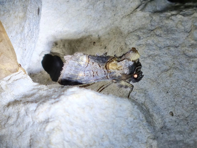 Abrostola asclepiadis - barnaövű csalánbagoly