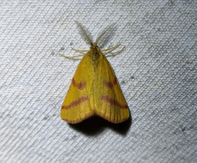 Lythria purpuraria - bíborsávos araszoló