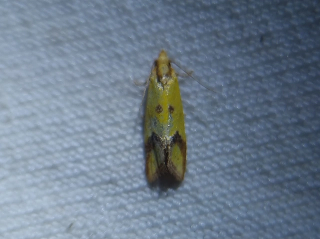 Agapeta zoegana - barnacsíkos sárgamoly