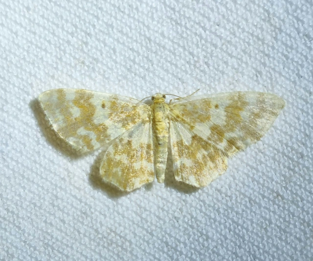 Hydrelia flammeolaria - narancssárga araszoló