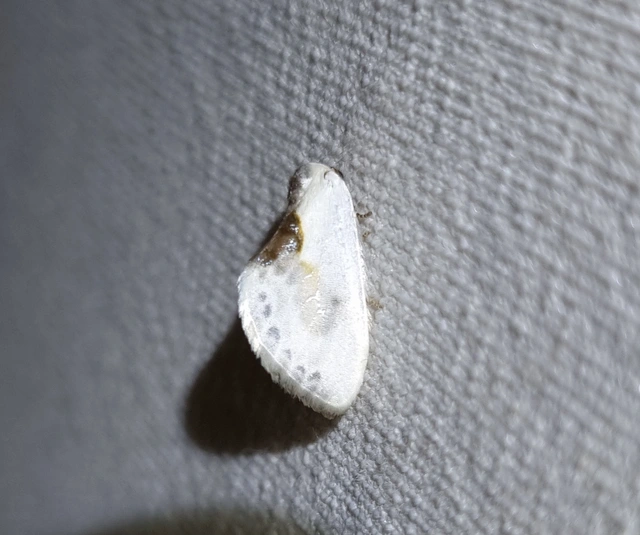 Cilix glaucata - törpe sarlósszövő