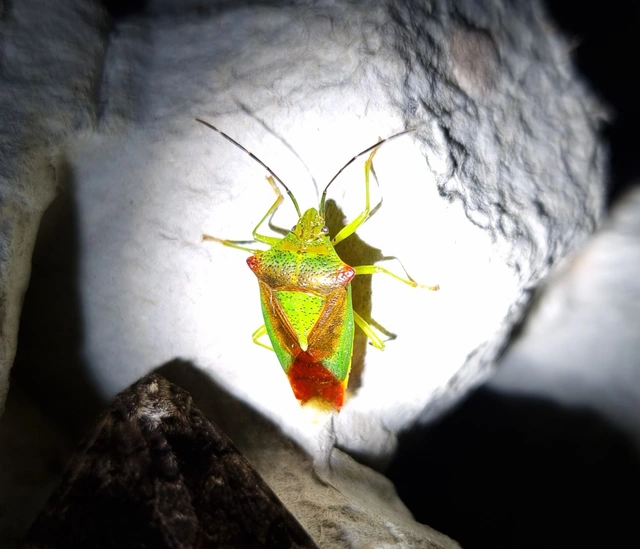 Acanthosoma haemorrhoidale - nagy dajkapoloska Acanthosoma haemorrhoidale - nagy dajkapoloska