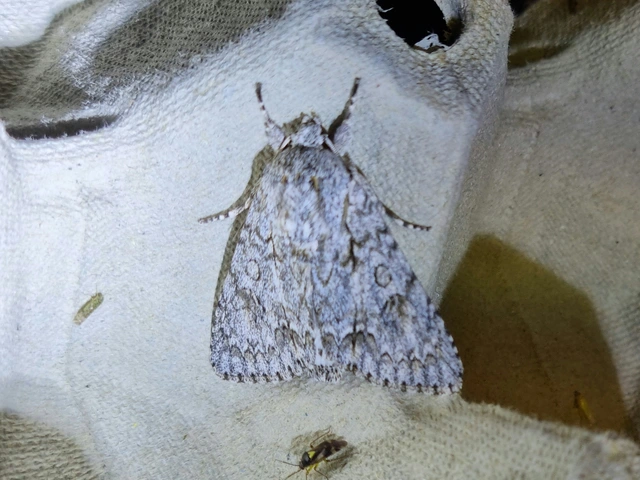 Acronicta aceris - vadgesztenye-szigonyosbagoly