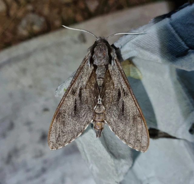 Hyloicus pinastri - fenyőszender