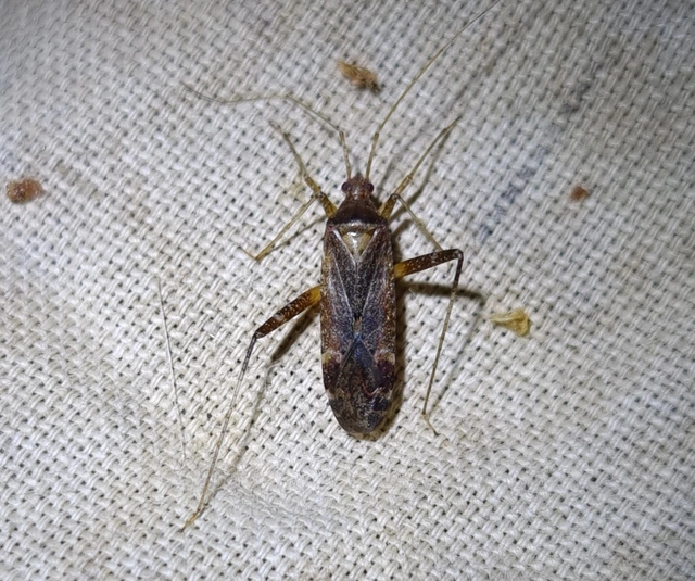 Phytocoris