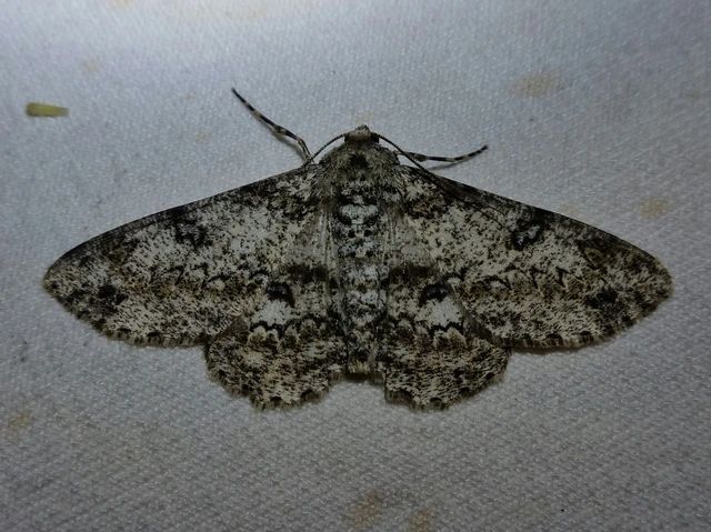 Ascotis selenaria - holdas faaraszoló
