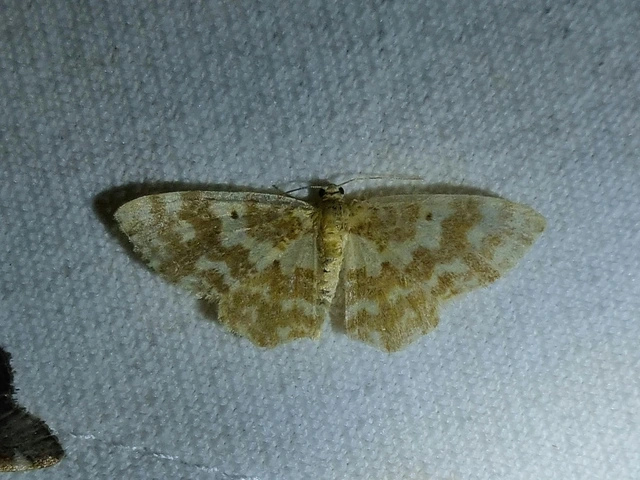 Hydrelia flammeolaria - narancssárga araszoló