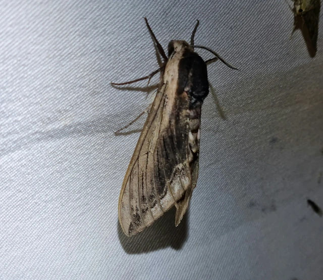 Sphinx ligustri - fagyalszender