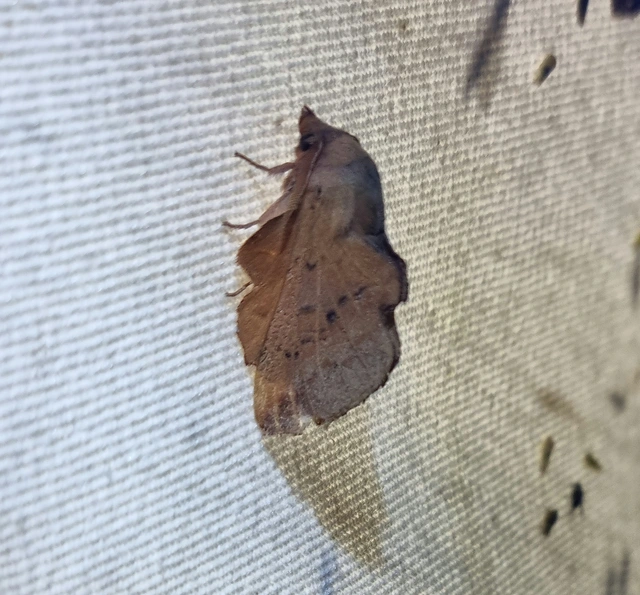 Phyllodesma tremulifolia - nyárlevélpohók