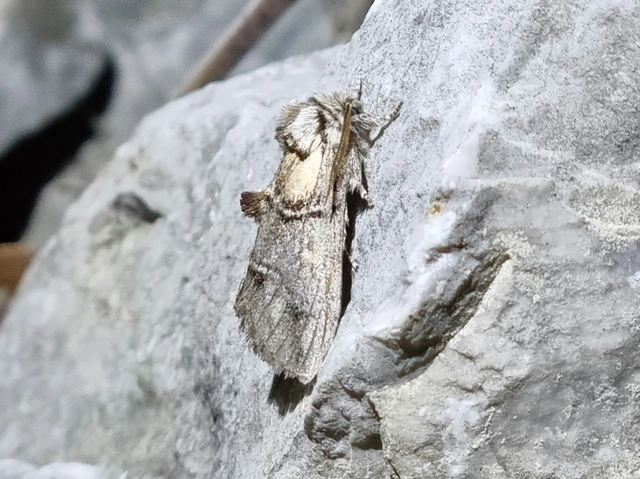 Drymonia velitaris - hegyi púposszövő