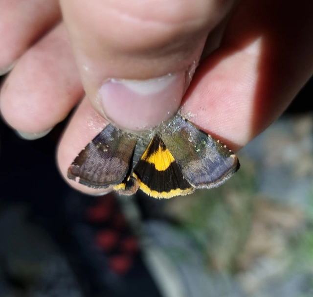 Noctua janthe - lappangó sárgafűbagoly
